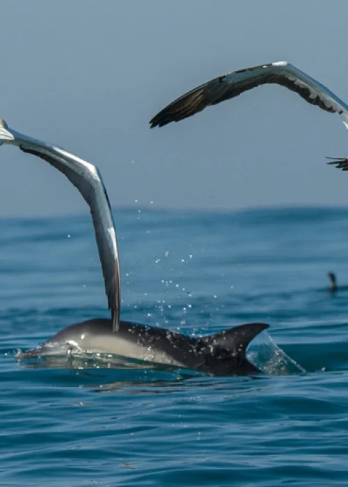 banner-sardine-run-04-Kristof-Goovaerts-Underwater-Photography-v3